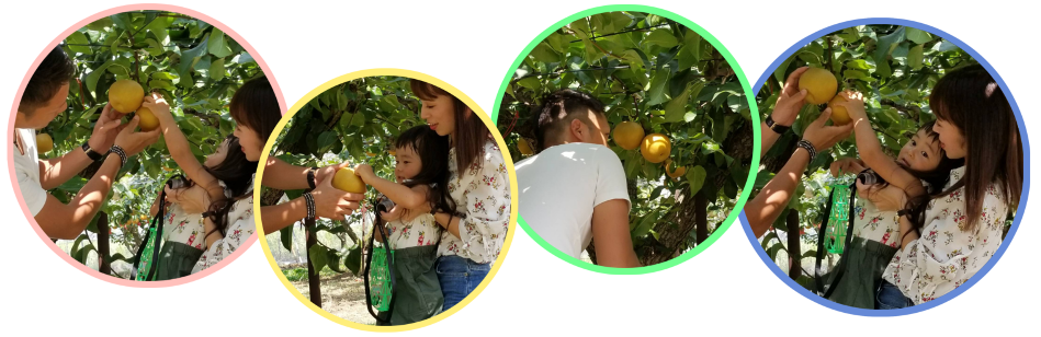 けいの果樹園2017年梨狩り風景