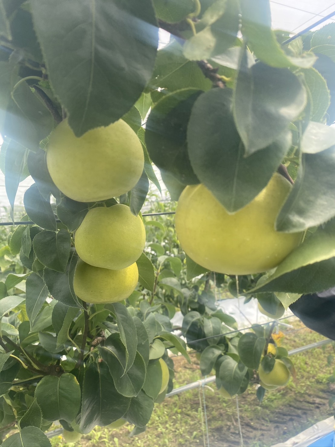 けいの果樹園 梨おりひめ