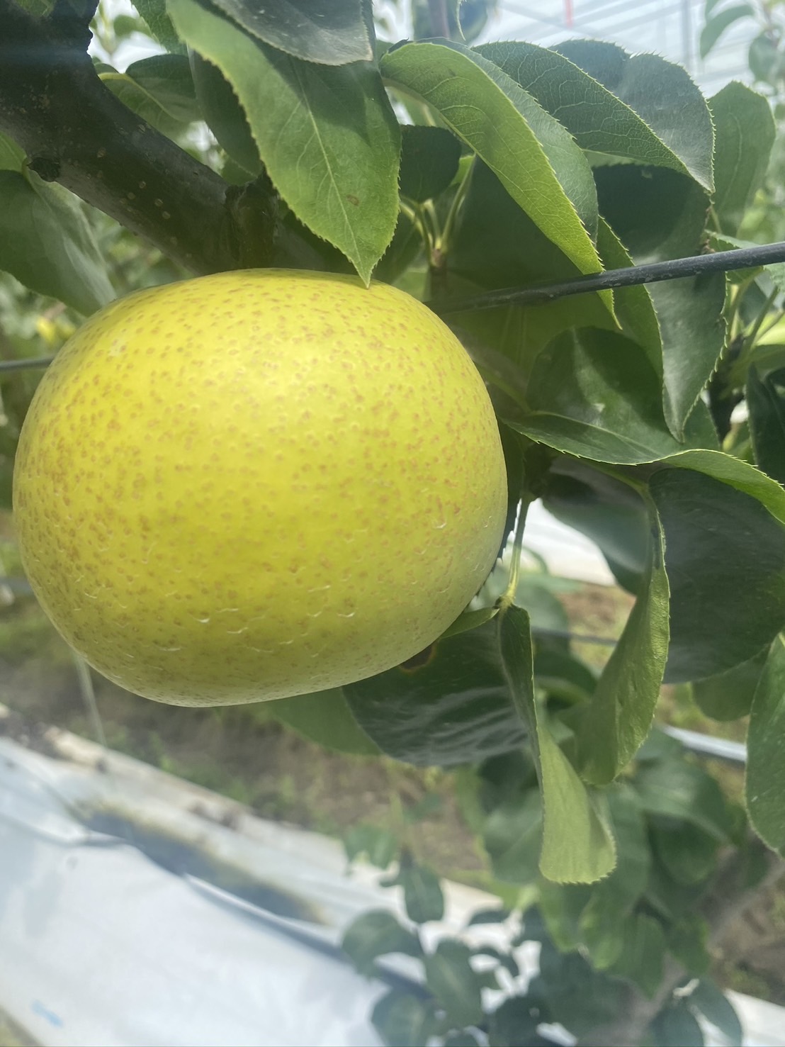 けいの果樹園 梨おりひめ