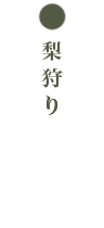 けいの果樹園梨狩