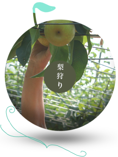 けいの果樹園梨狩ページヘ
